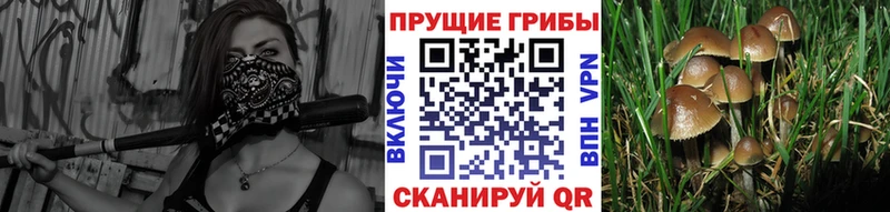 Галлюциногенные грибы MAGIC MUSHROOMS  Белозерск 